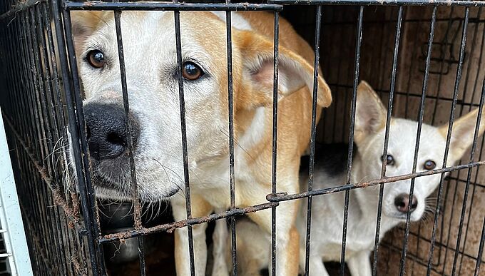 Dans des cages en plein soleil ou vivant dans le noir… 11 animaux sauvés par 30 Millions d’Amis