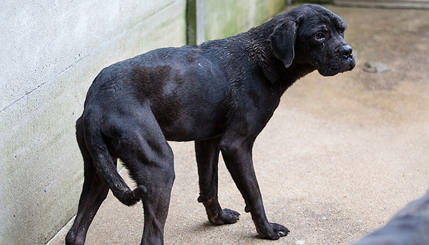 Les chiens sont maigres et blessés. © Société Protectrice des Animaux de Carquefou
