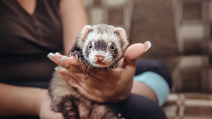Petit, mignon, star des réseaux sociaux… le furet victime (lui aussi) d’abandon