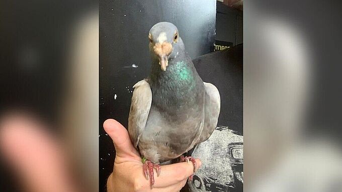 Un pigeon retrouvé à plus de 6000 km de sa destination