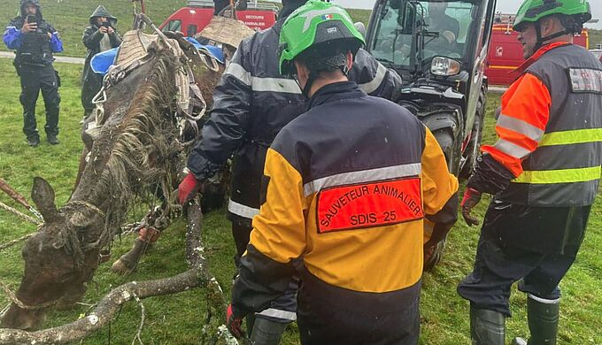 Un cheval retrouvé ligoté dans un trou de cinq mètres !