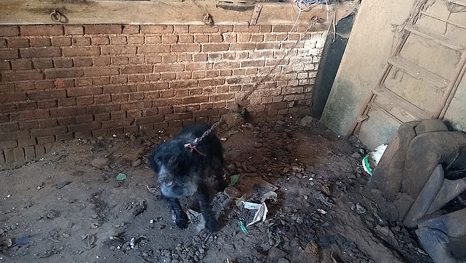 Sauvetage de 3 chiens étranglés au bout de chaînes en métal