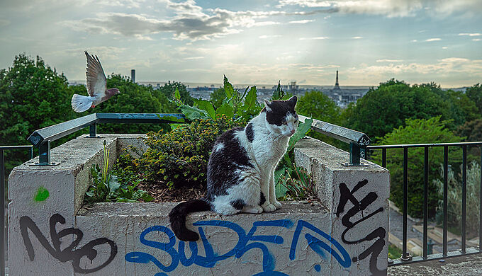 Un chat abandonné devient la mascotte du parc de Belleville. Découvrez son histoire émouvante en vidéo