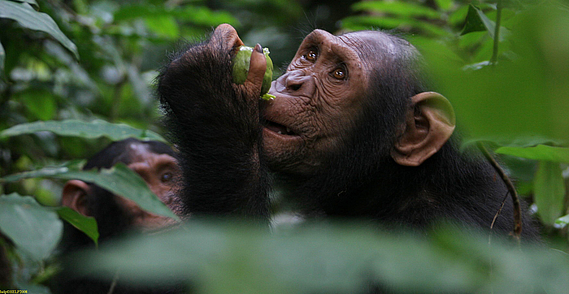 10 000 euros pour les primates du Congo-Brazzaville