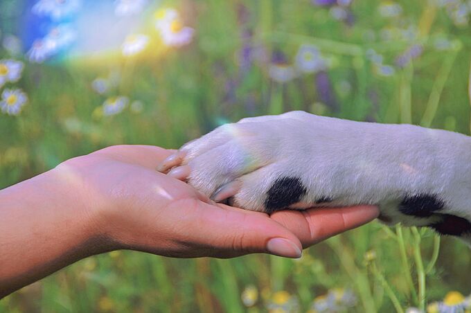 Reposer pour l’éternité aux côtés de son animal, bientôt possible ?