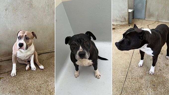 Ces 3 chiens vivaient dans des conditions catastrophiques