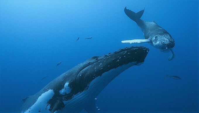 « Les Gardiennes de la Planète » : un voyage immersif pour une ode aux baleines… et à la survie de l’homme !