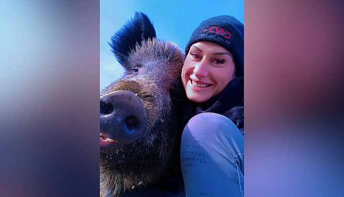Pour la justice, la laie Rillette peut rester chez sa sauveuse