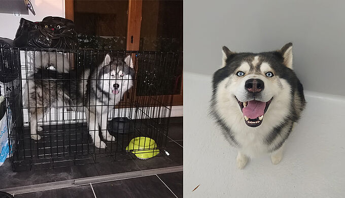 Enfermé dans une cage exigüe, ce Husky est secouru par la Fondation 30 Millions d’Amis