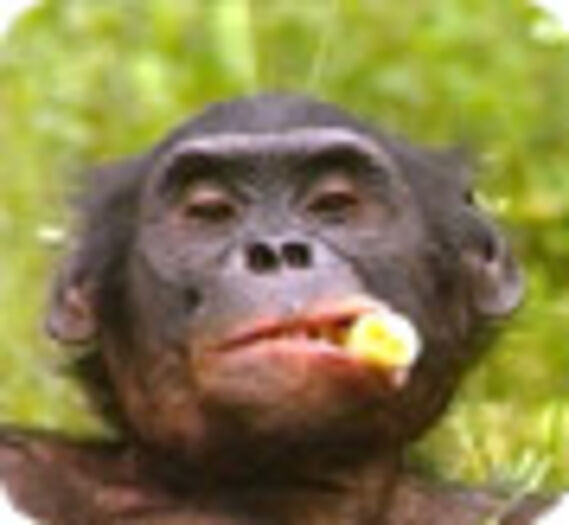 bonobo