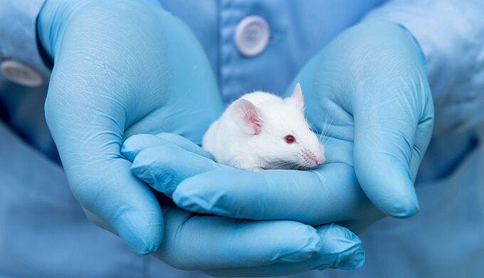Expérimentation animale : la France investit plus de 48 millions d’euros pour épargner des animaux
