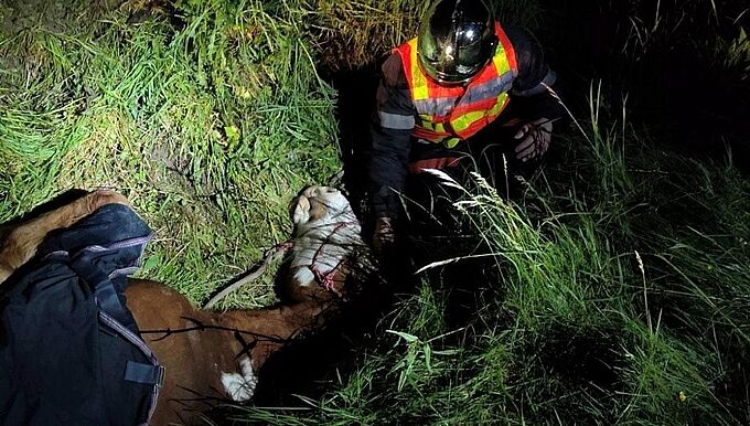 Les pompiers sauvent une jument aveugle tombée dans un fossé !