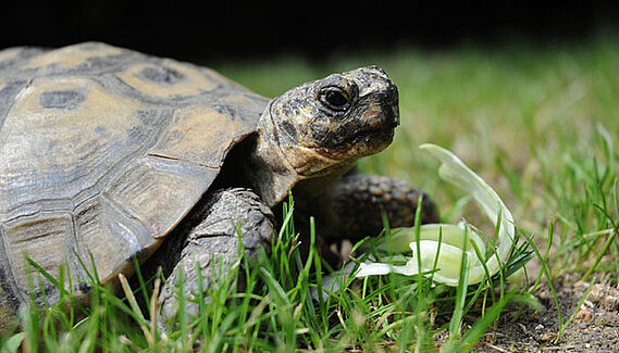 Détention de tortue : Attention à la réglementation