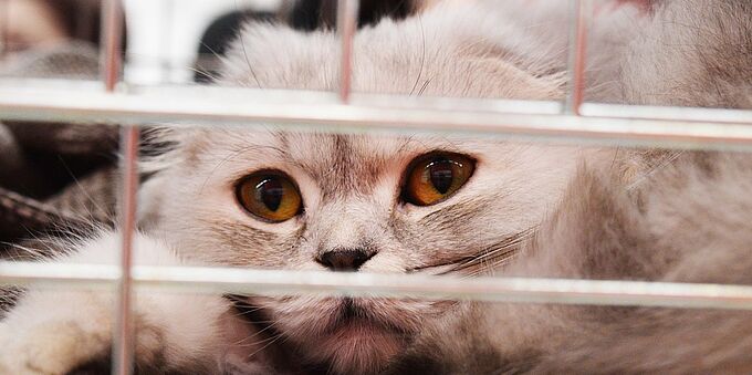 En plein confinement, l'adoption des animaux reprend sous conditions... soulevant des craintes. Partagez l'info !