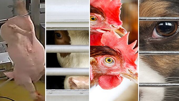 Défendre le bien-être animal n’est pas de « l’agri-bashing »