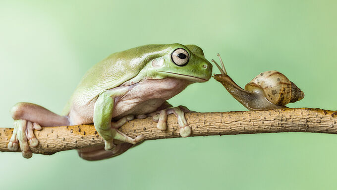 Animaux congelés, empaillés ou appâtés... le sombre envers du décor de certaines photos animalières