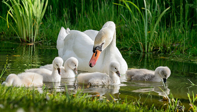 Il tue un bébé cygne en jetant des pierres. 30 Millions d’Amis porte plainte
