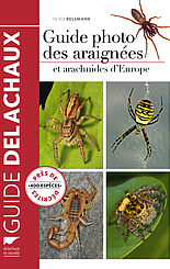 Guide photo des araignées et arachnides