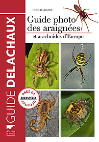 Guide photo des araignées et arachnides