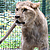 Ciam est un lion de 14 mois. © Natuurhulpcentrum