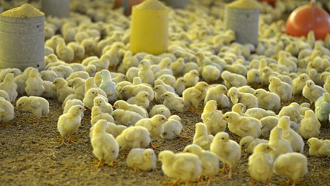 Un décret interdit le broyage des poussins mâles de poules pondeuses en France