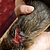 Les blessures des animaux (morsures et pattes abimées) sont terribles. © Kuufke