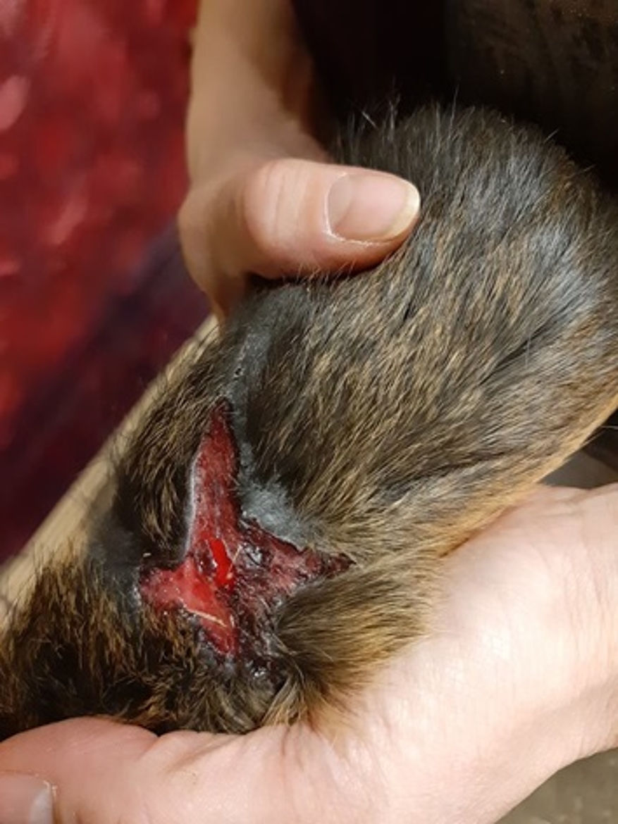 Les blessures des animaux (morsures et pattes abimées) sont terribles. © Kuufke