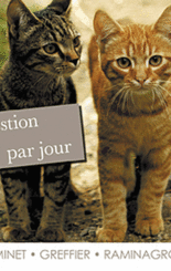 Une question de chat