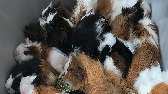 Une trentaine de cochons d’Inde abandonnés dans un parc