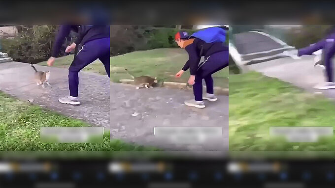 Un ado filmé donnant un violent coup de pied à un chat
