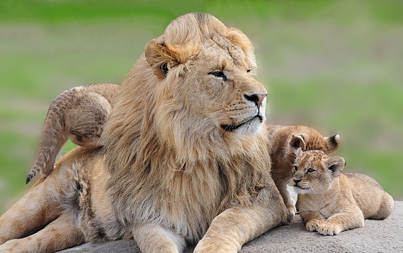 Quatre lions tués au zoo de Copenhague, la polémique continue !