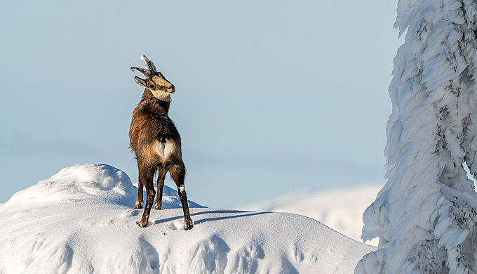 Cet hiver en montagne, préservez la faune sauvage !