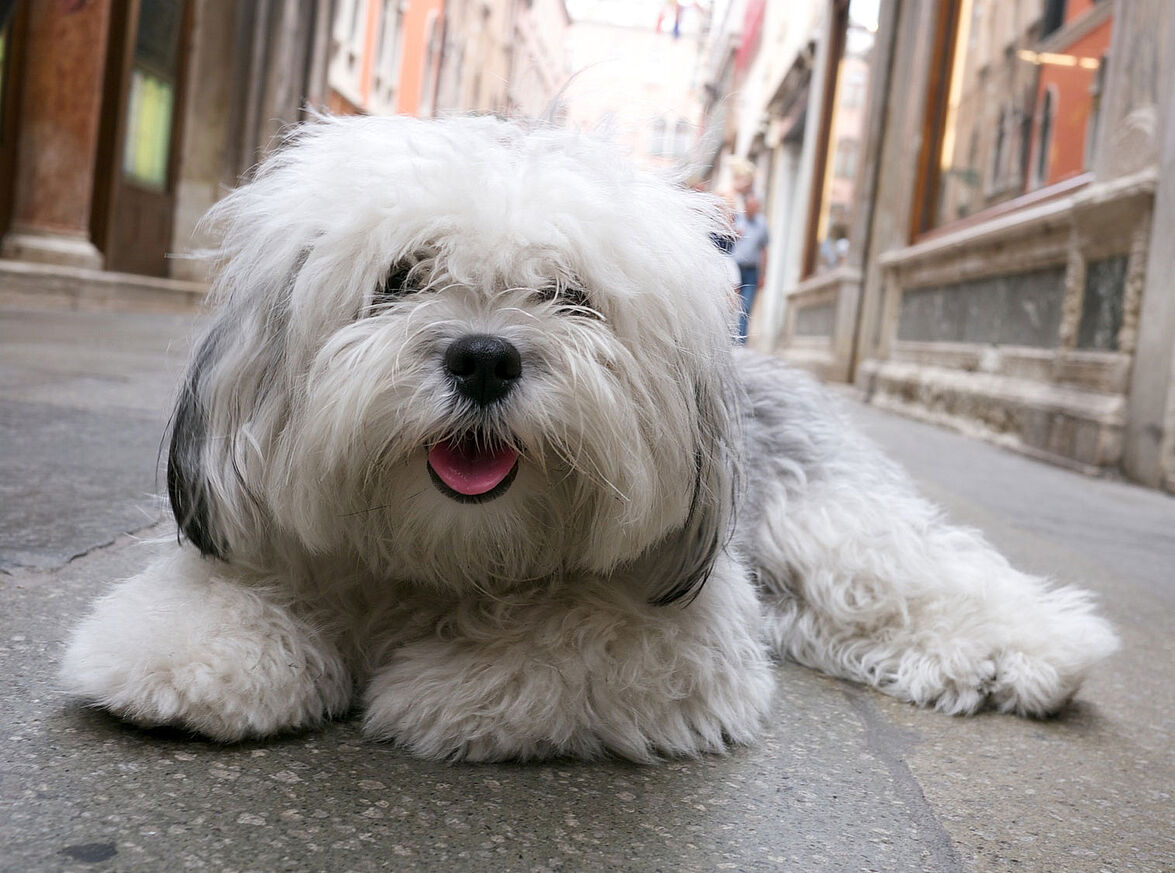 Défendre la place du chien dans la ville