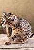 Parasites : du souci pour nos animaux... et pour nous !