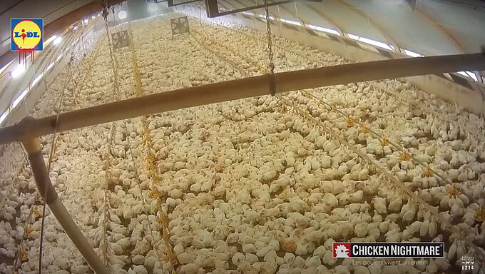« Allô, patron ? » Des publicités parodiques épinglent Lidl sur ses poulets issus d'élevages intensifs