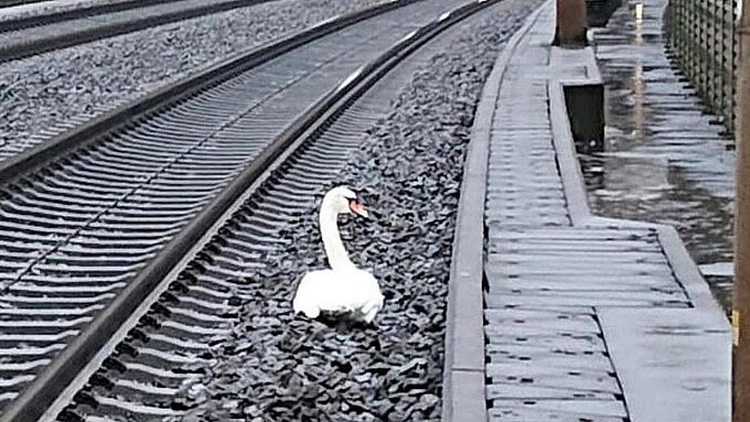 Ce cygne ne pouvait se résoudre à quitter la voie ferrée où son compagnon avait péri... Une fidélité poignante !