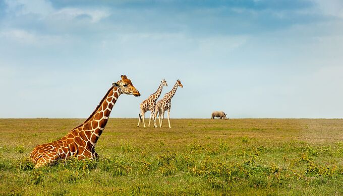 La girafe, cet allié de la biodiversité menacé