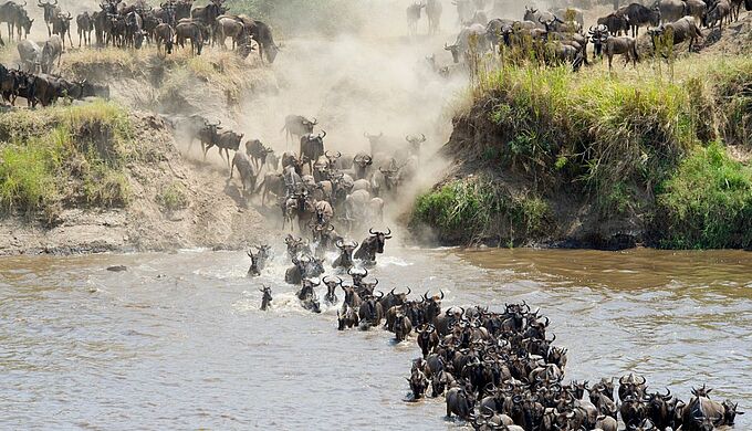 Une carte interactive pour mieux comprendre les migrations des animaux