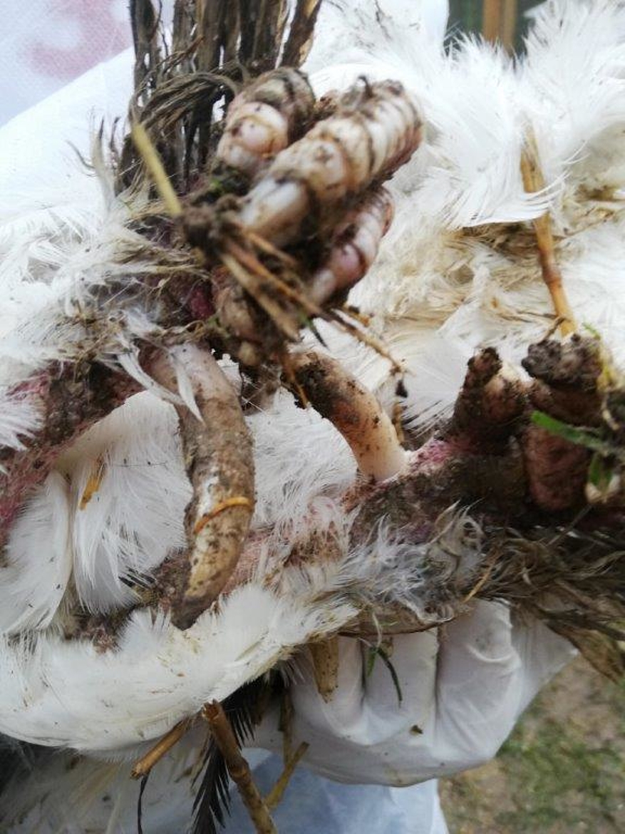 Vivant dans des conditions déplorables, les volailles ont les pattes blessées. ©Fondation 30 Millions d'Amis