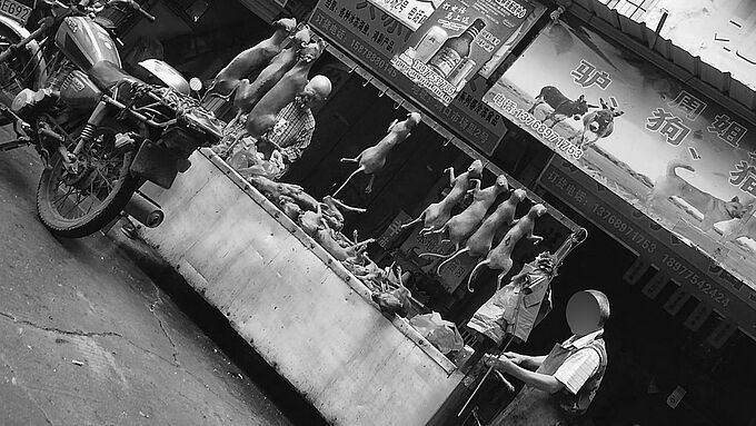 Yulin 2018 : l’horreur continue pour les chiens sacrifiés pour leur viande