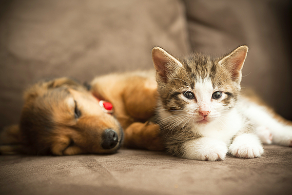 La cohabitation chien-chat vraiment impossible ?