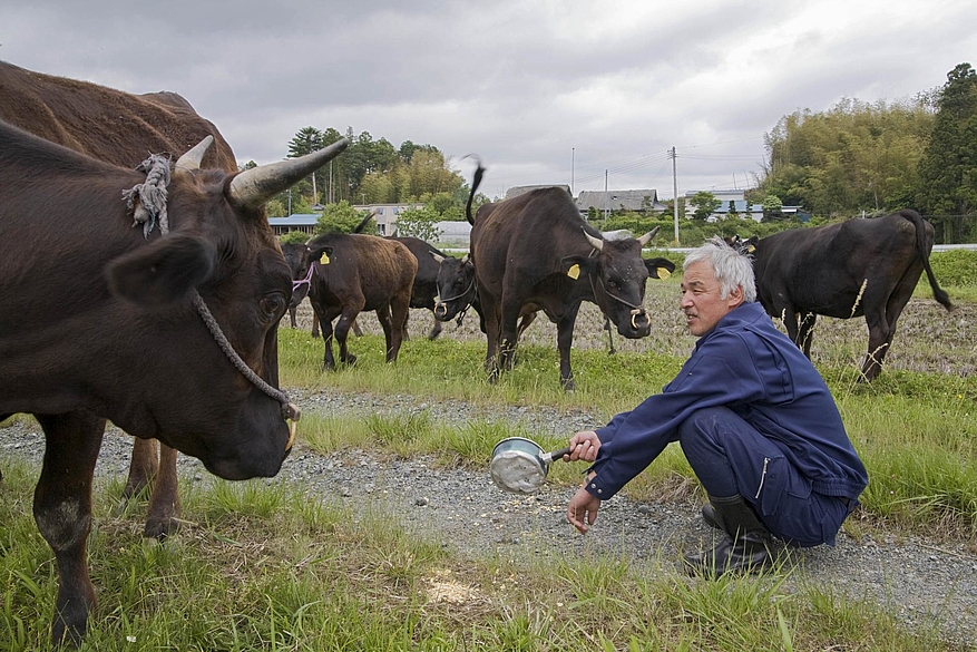 Naoto Matsumura et ses vaches à Fukushima © Facebook Naoto Matsumura