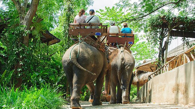 Les guides touristiques s’engagent pour un tourisme plus respectueux des animaux