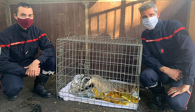 Empalé sur un fer à béton, ce blaireau a été secouru par les pompiers