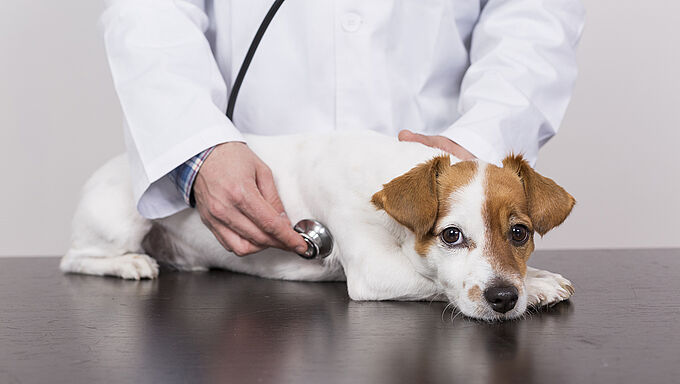 Rentrée : l’examen de santé de votre animal