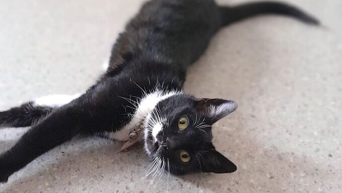 Défenestrée et amputée, cette chatte va mieux malgré le handicap