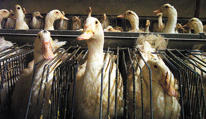 En Italie, les enseignes de supermarchés ne veulent plus de foie gras