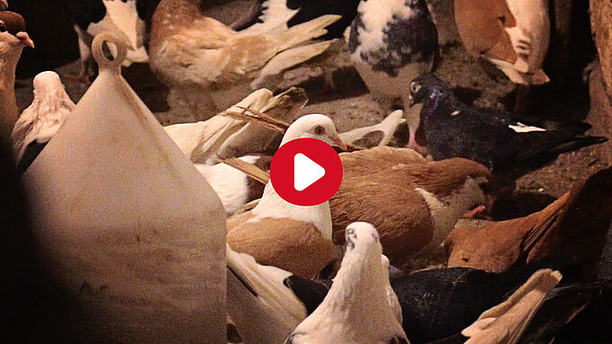 Un particulier détenait plus de 60 pigeons dans une cave !