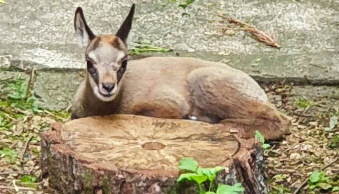 Égaré en plein centre de Besançon, ce chamois a pu être relâché dans son milieu naturel