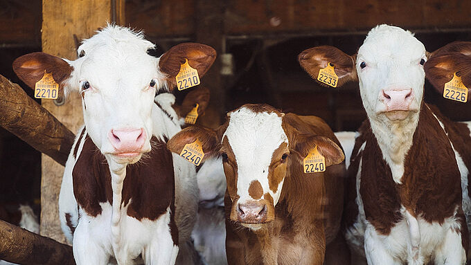 Durcissement des contrôles dans les abattoirs... mais toujours pas de vidéosurveillance ! Mesures efficaces ?